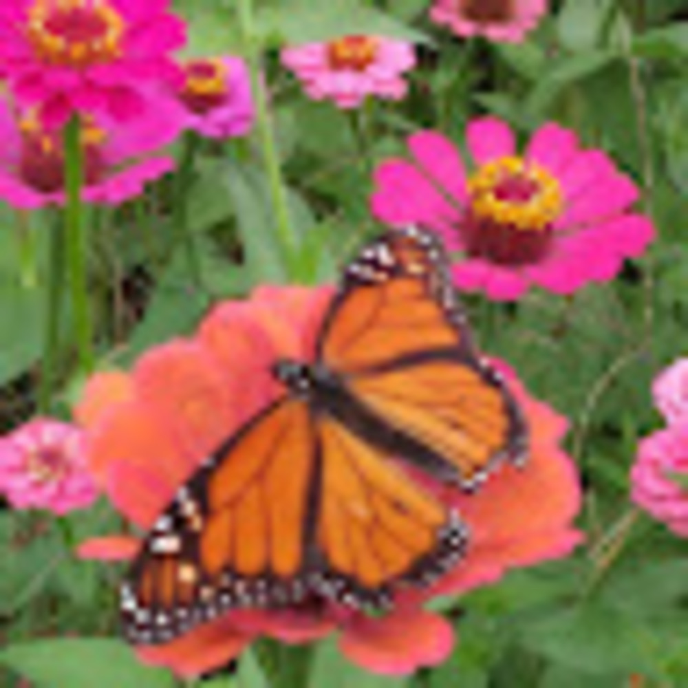 Meet your Posher, Ritzy